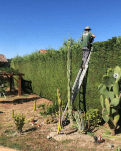 Mantenimiento de Jardines en la Vera